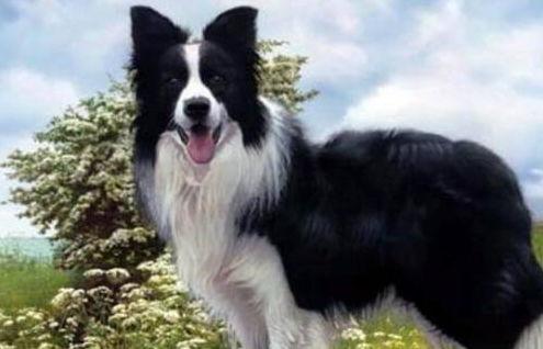 娱乐吃瓜酱边牧,娱乐吃瓜酱与边牧的欢乐日常